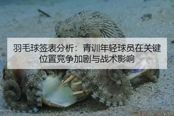 羽毛球签表分析：青训年轻球员在关键位置竞争加剧与战术影响